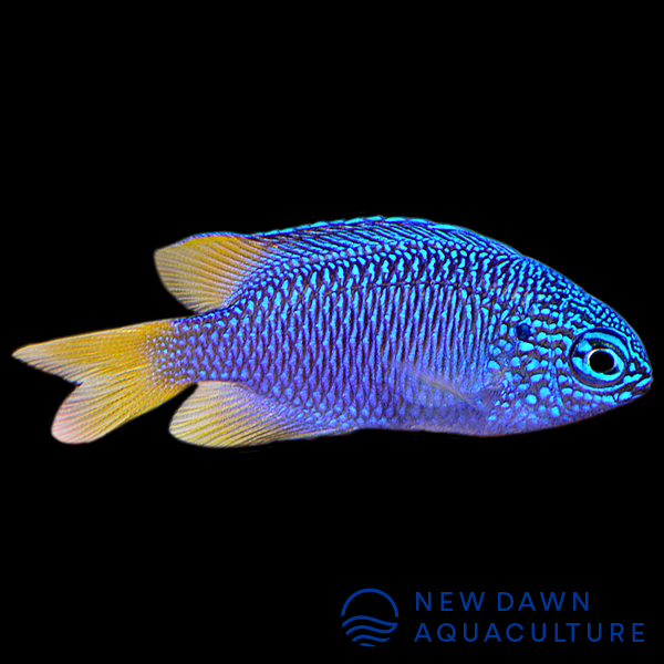 Pavo Damselfish