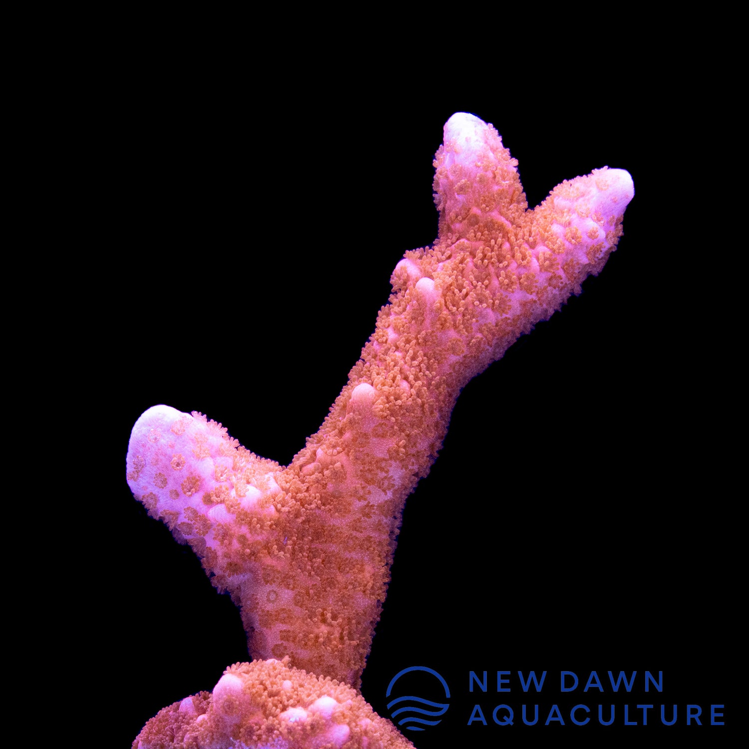 Peach Montipora Digitata