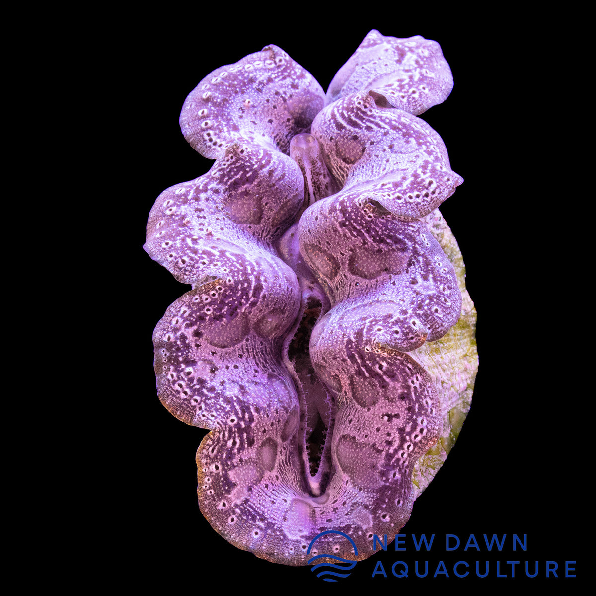 Crocea Pink Crocea Clam | New Dawn Aquaculture