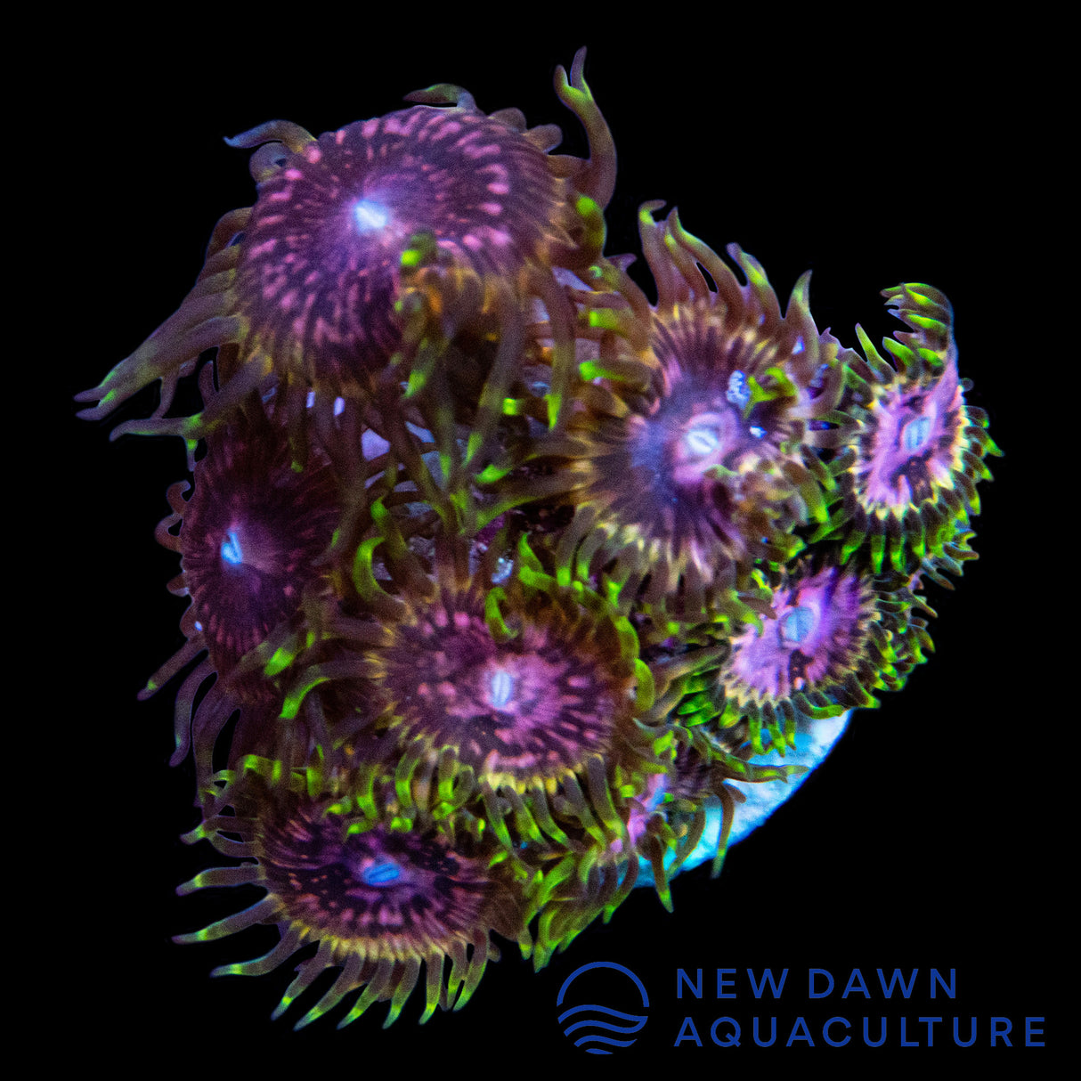 Pink Hallucinations Zoanthids