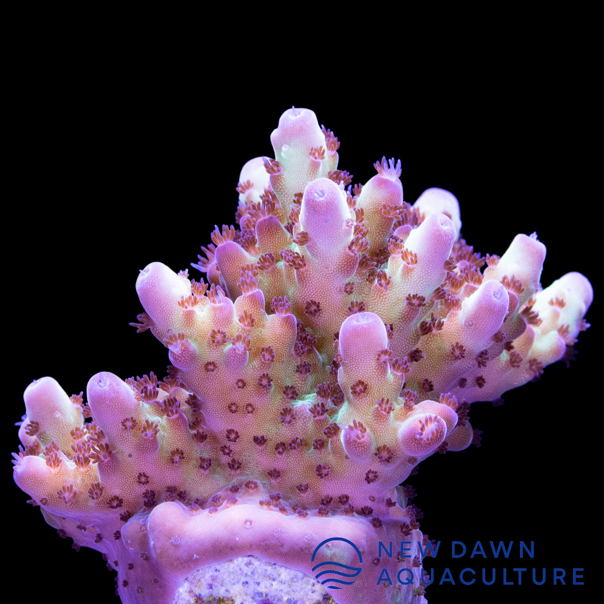 Pink Jade Acropora