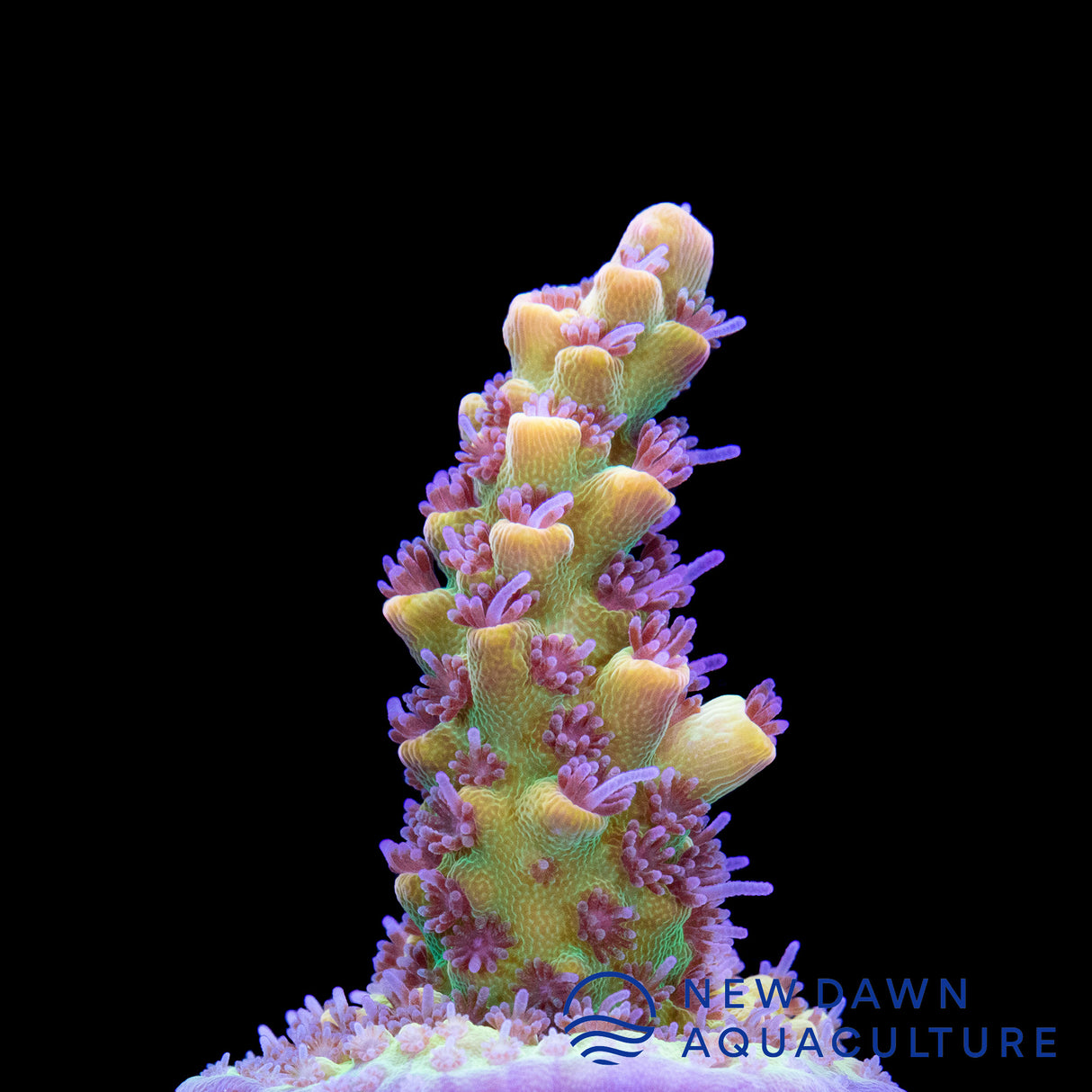 Pink Lemonade Acropora