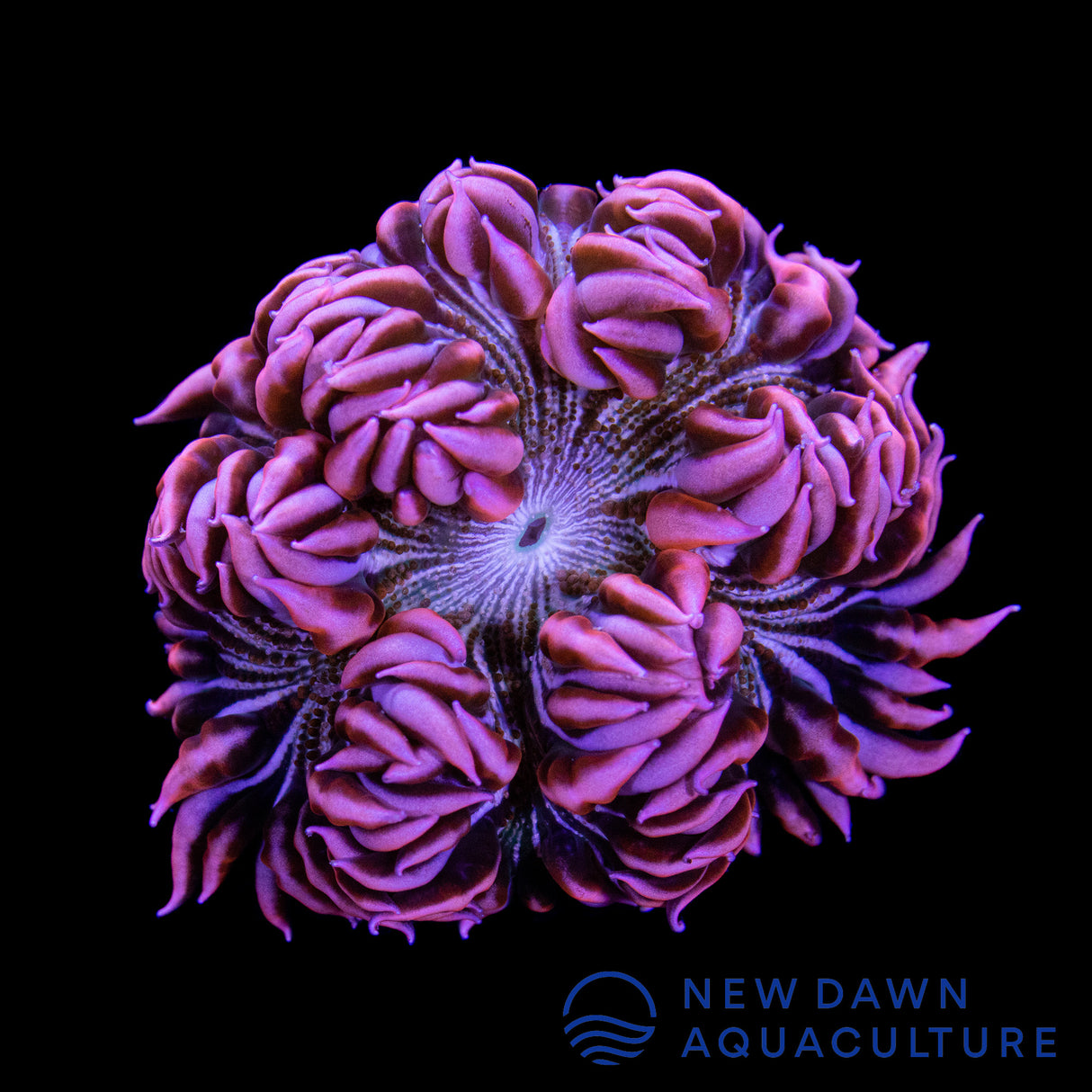 Pink Pinstripe Rock Flower Anemone