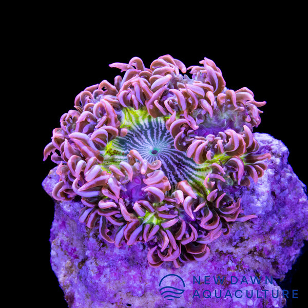 Pink Highlighter Rock Flower Anemone