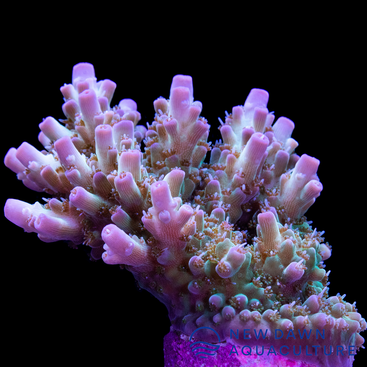 Pink Tip Acropora