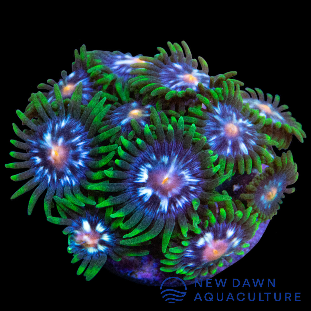 Pinwheels Zoanthids