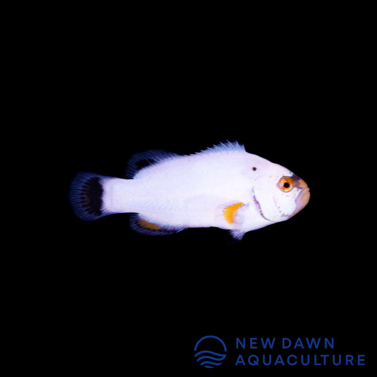 Platinum Clownfish