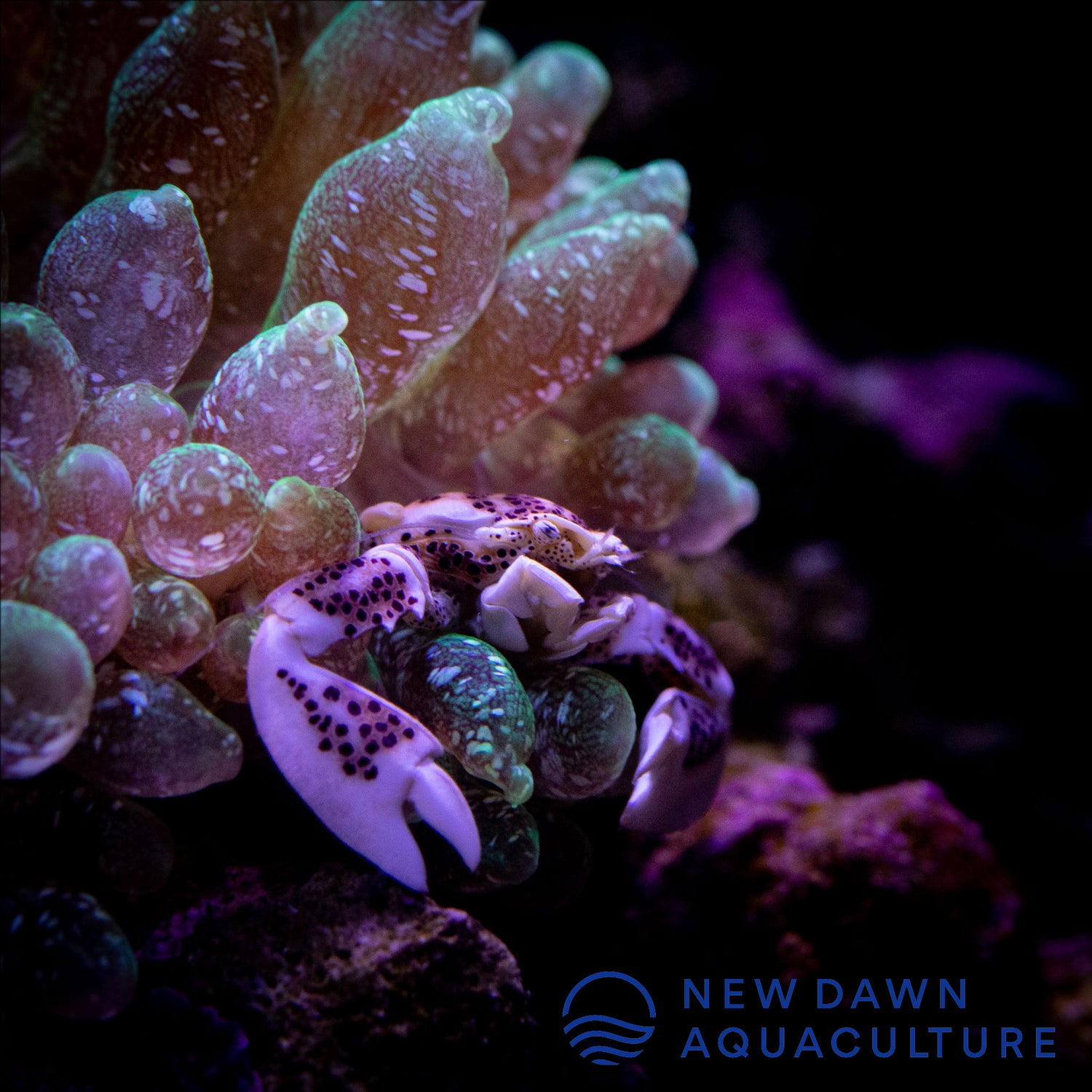 Porcelain Anemone Crab