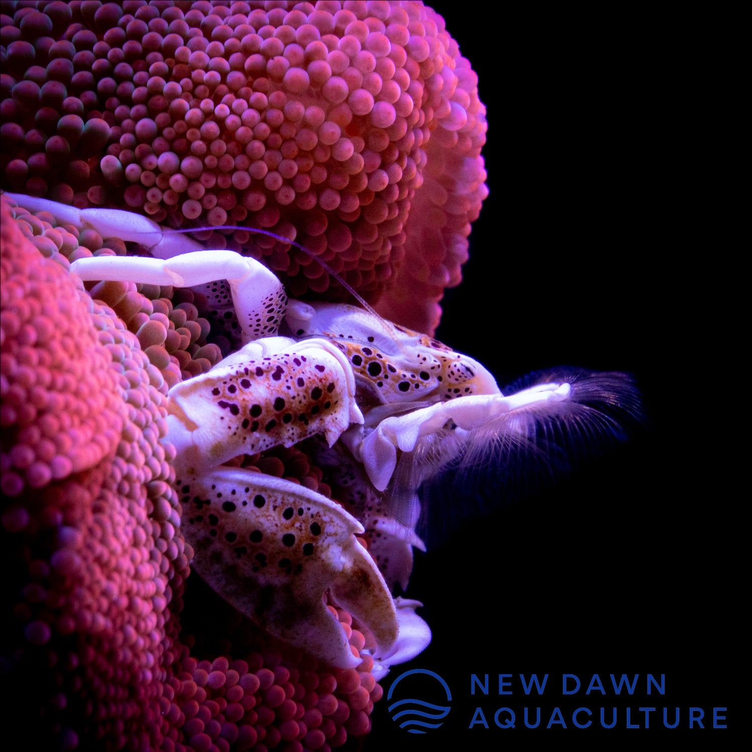 Porcelain Anemone Crab