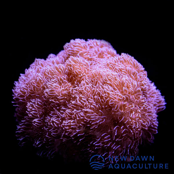 Purple Asterospicularia