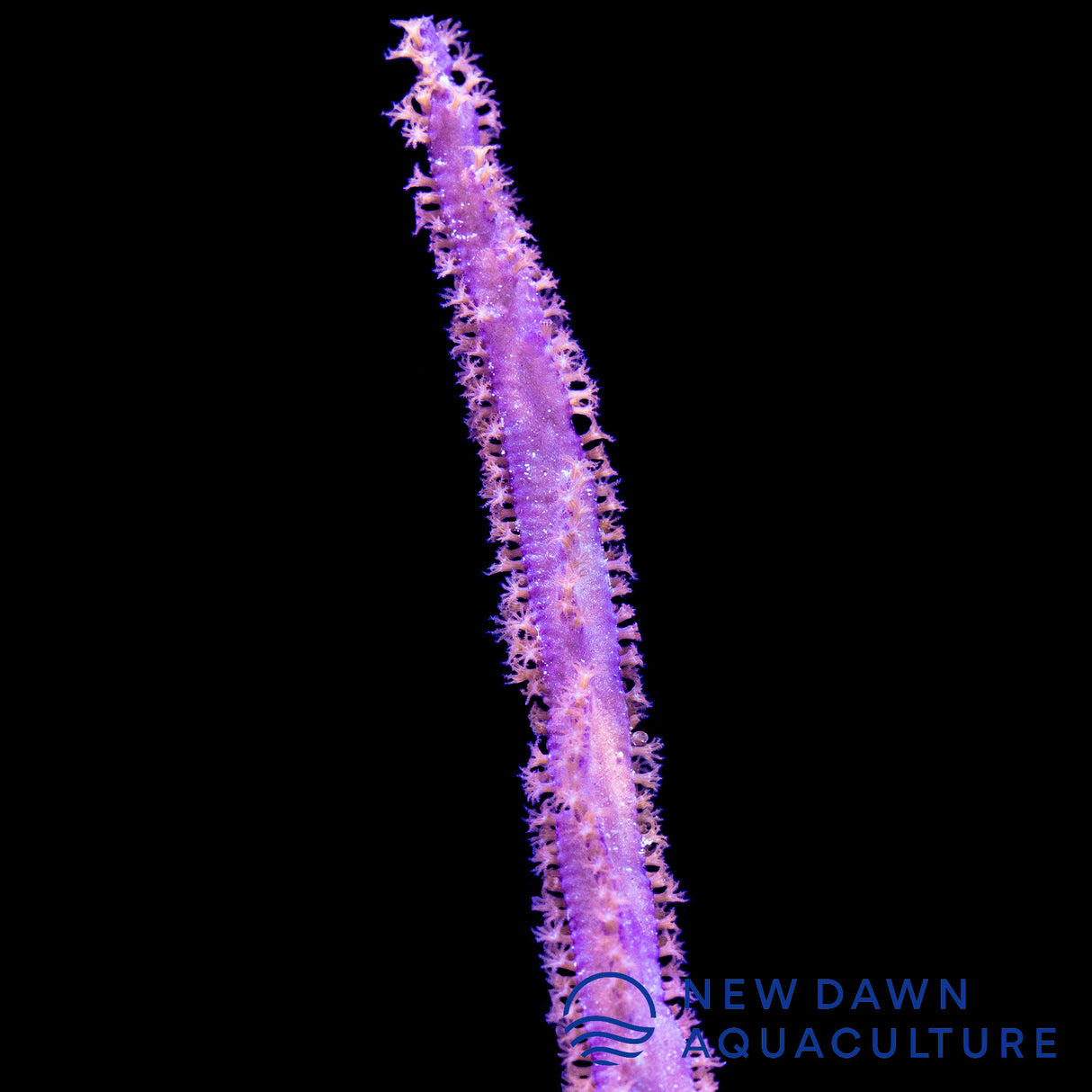 Purple Blade Gorgonian