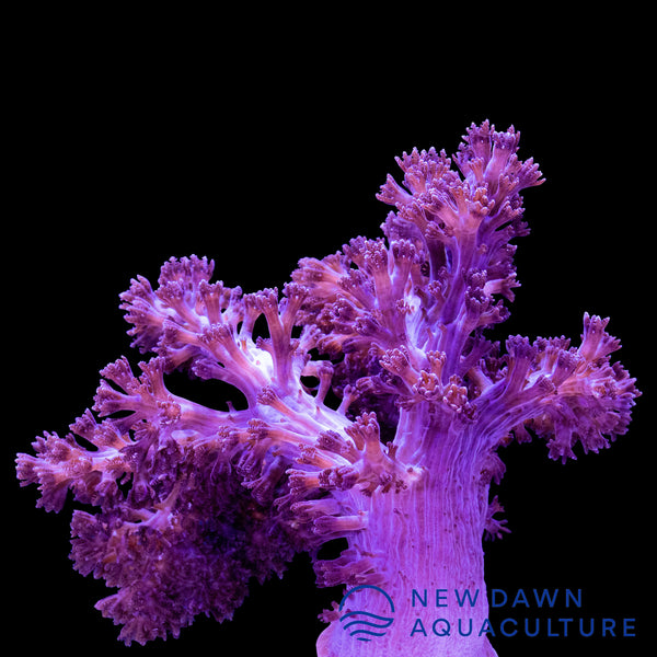 Purple Colt Coral