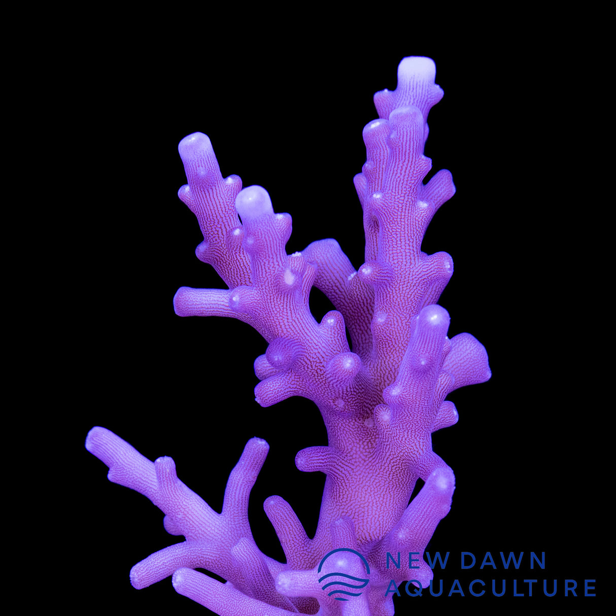 Purple Dragon Acropora