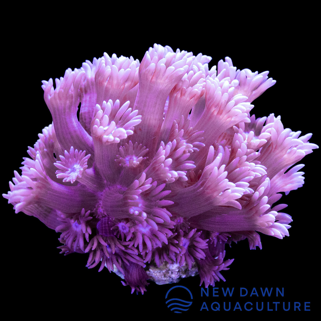 Purple Goniopora