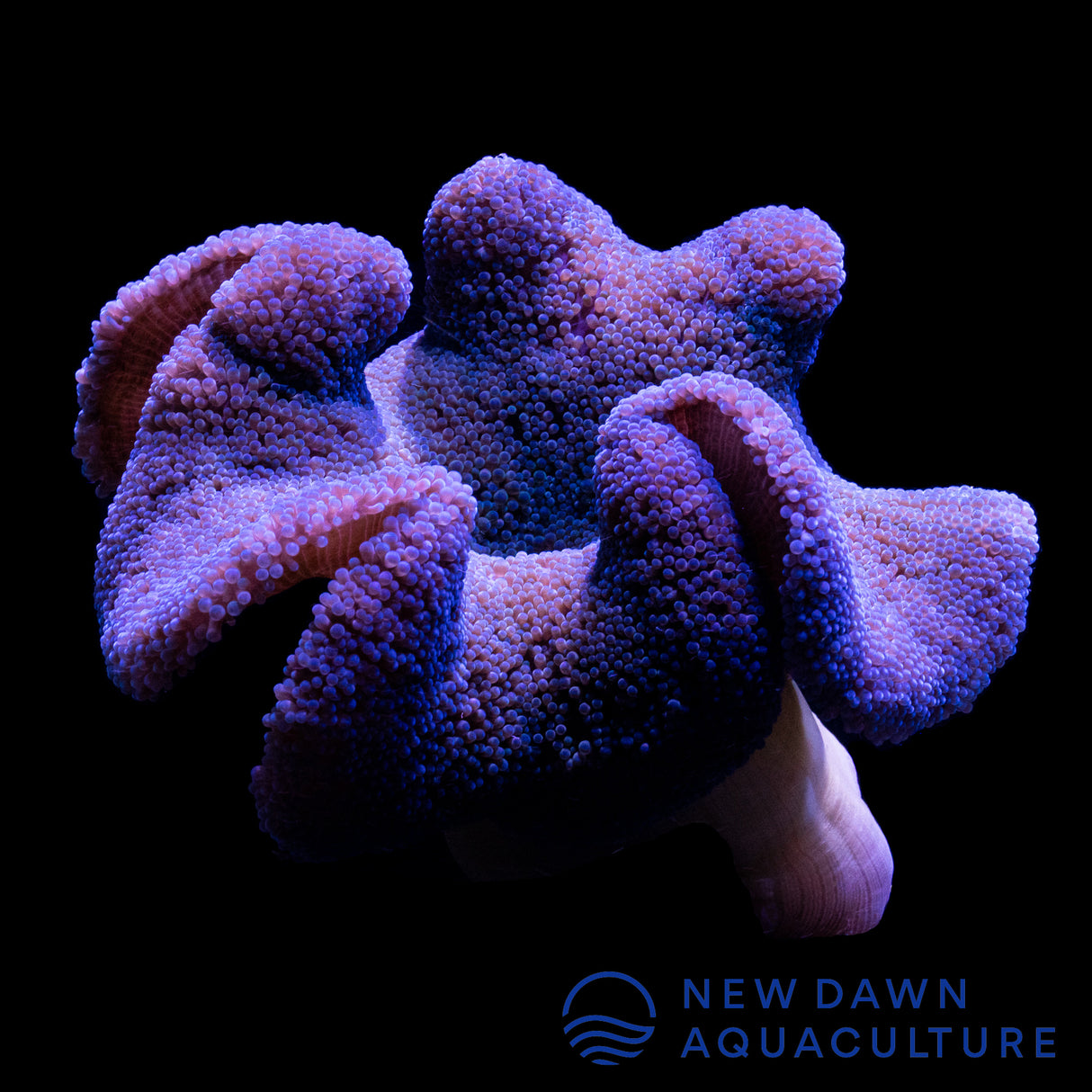 Purple Haddon's Carpet Anemone