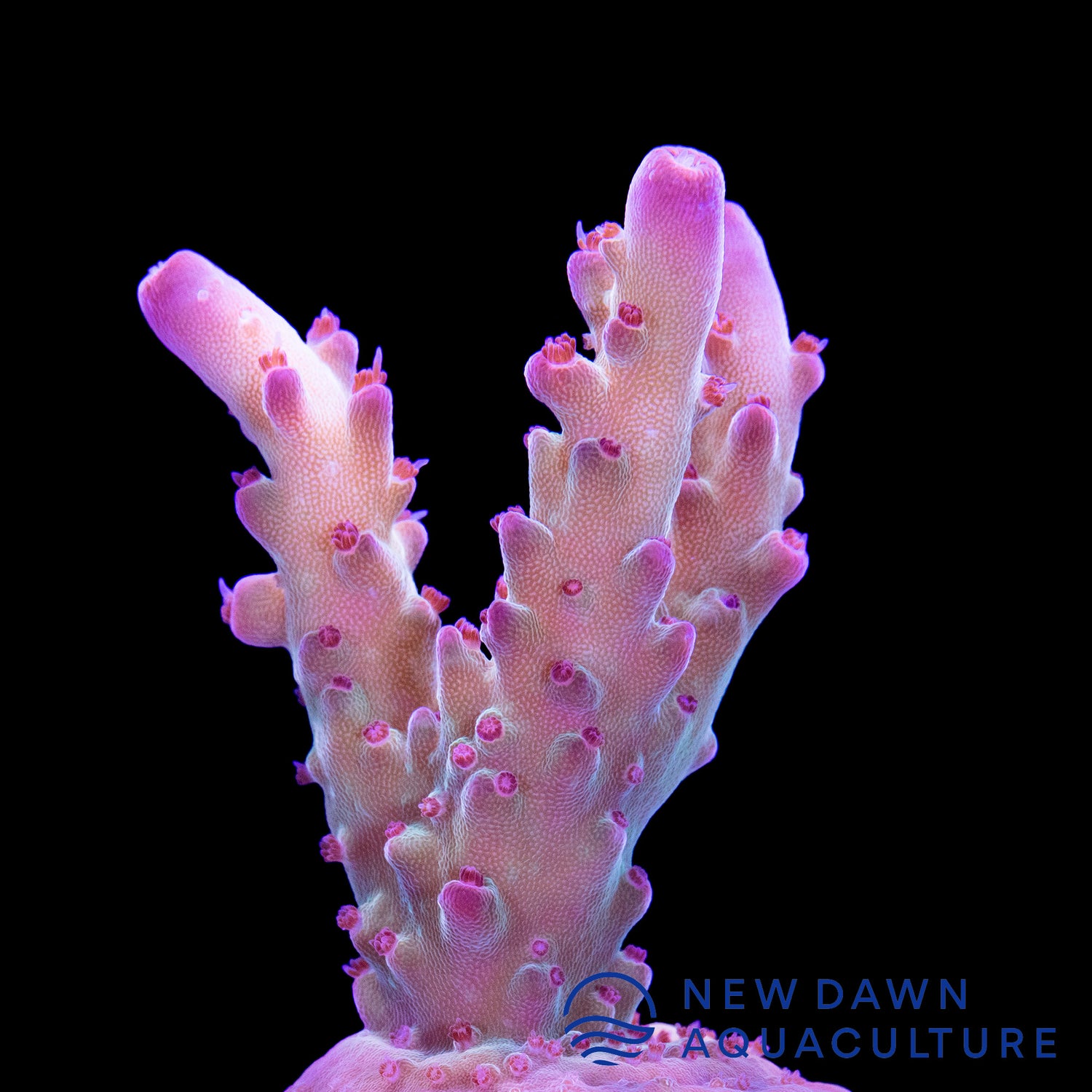 Purple Haze Acropora