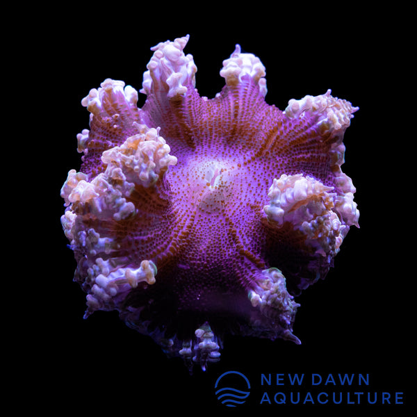 Purple Rock Flower Anemone