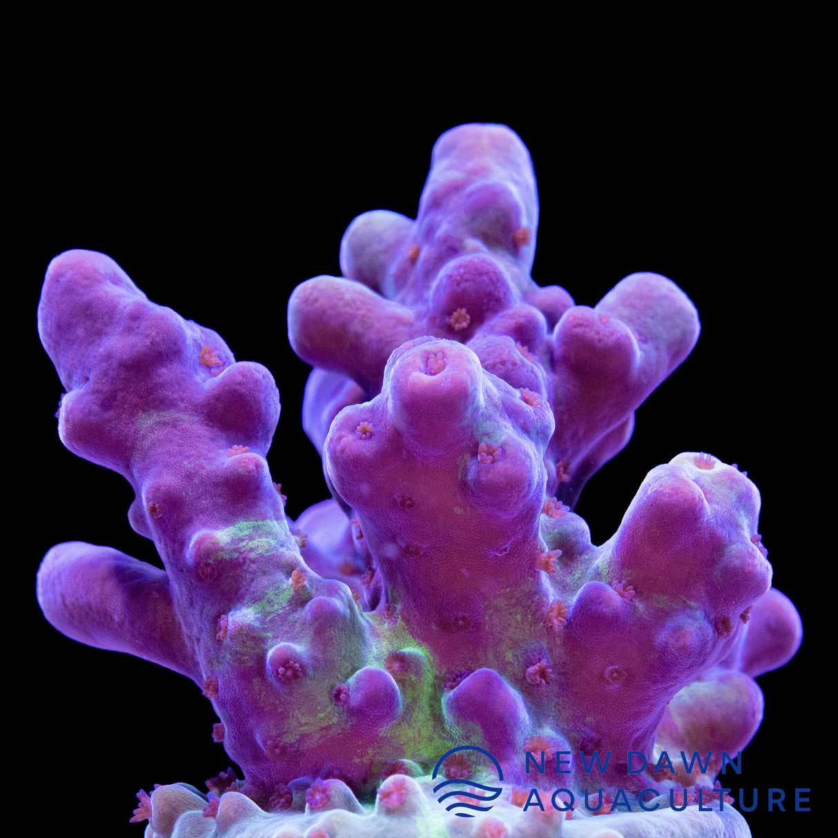 Purple Smooth Skin Acropora