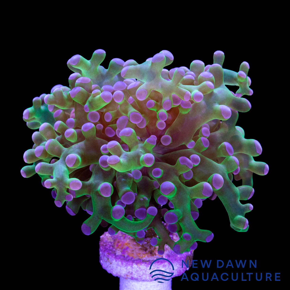 Purple Tip Branching Frogspawn