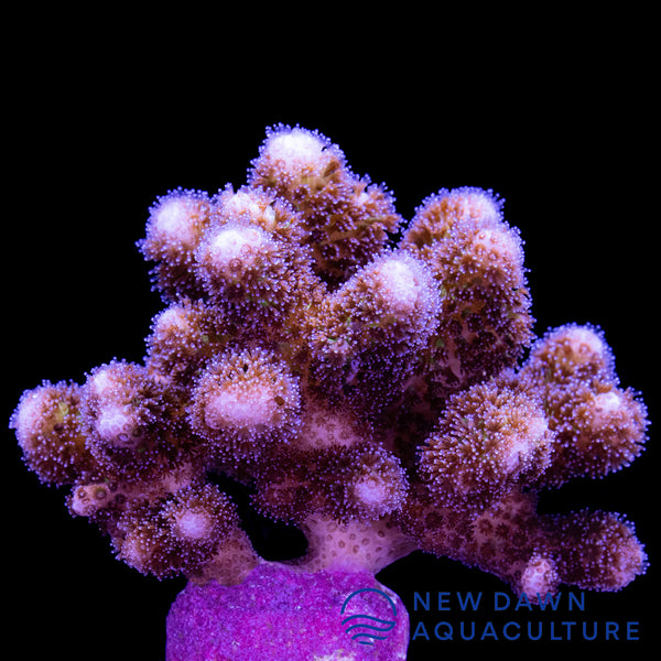 Purple Tip Stylophora