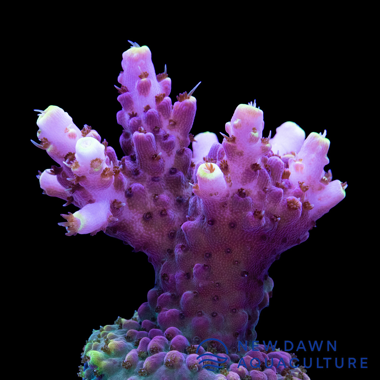 Purple Yellow Tips Acropora