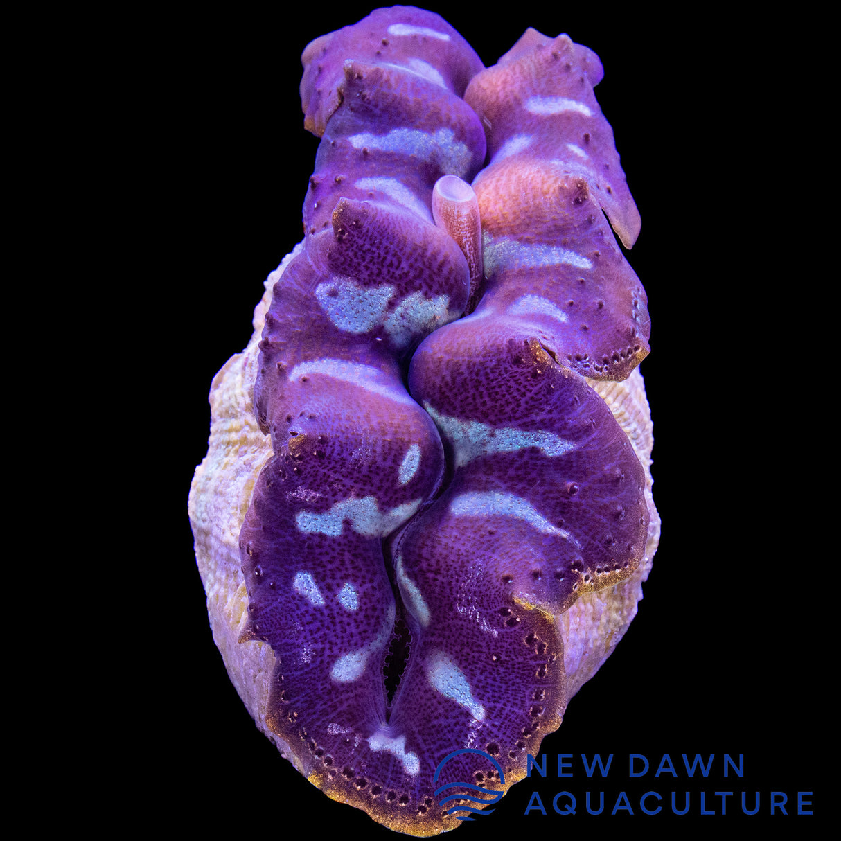 Purple and Baby Blue Crocea Clam