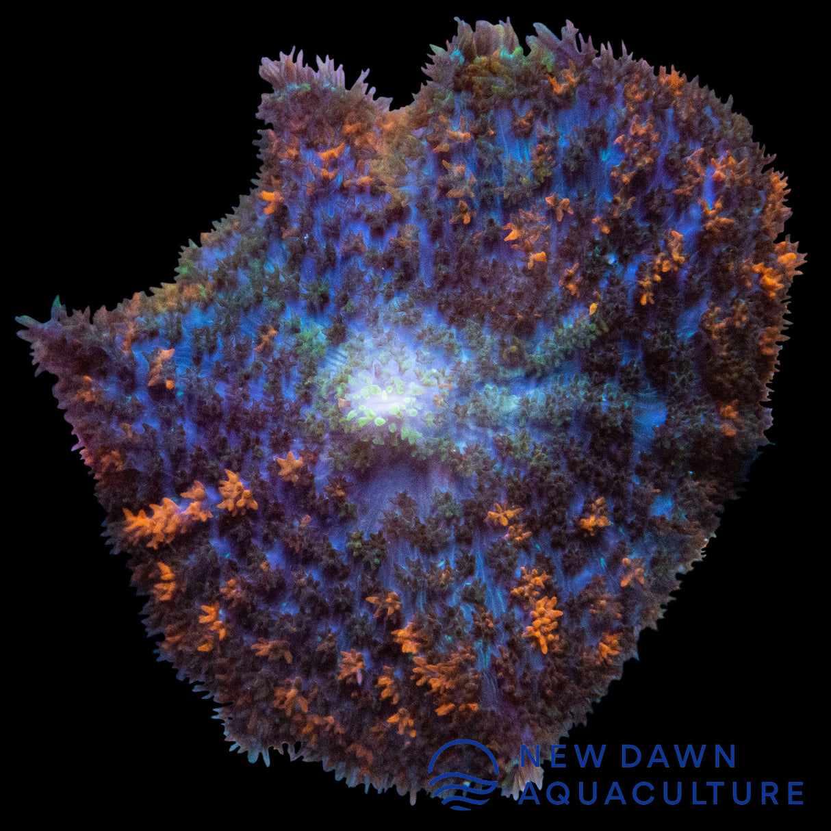 Purple Rhodactis