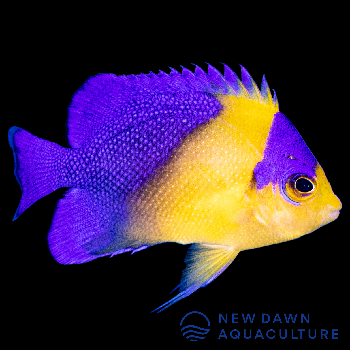 Purple Masked Angelfish