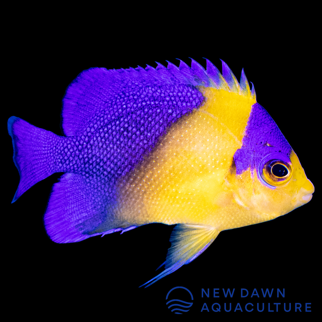 Purple Masked Angelfish | New Dawn Aquaculture