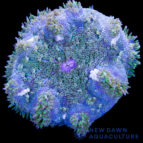 Purplish Blue Maxi-Mini Carpet Anemone