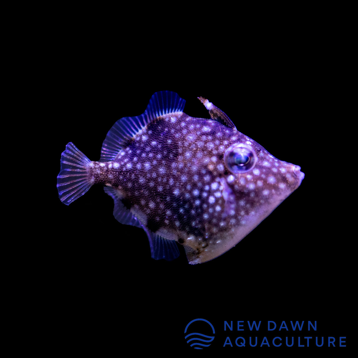 Pygmy Filefish