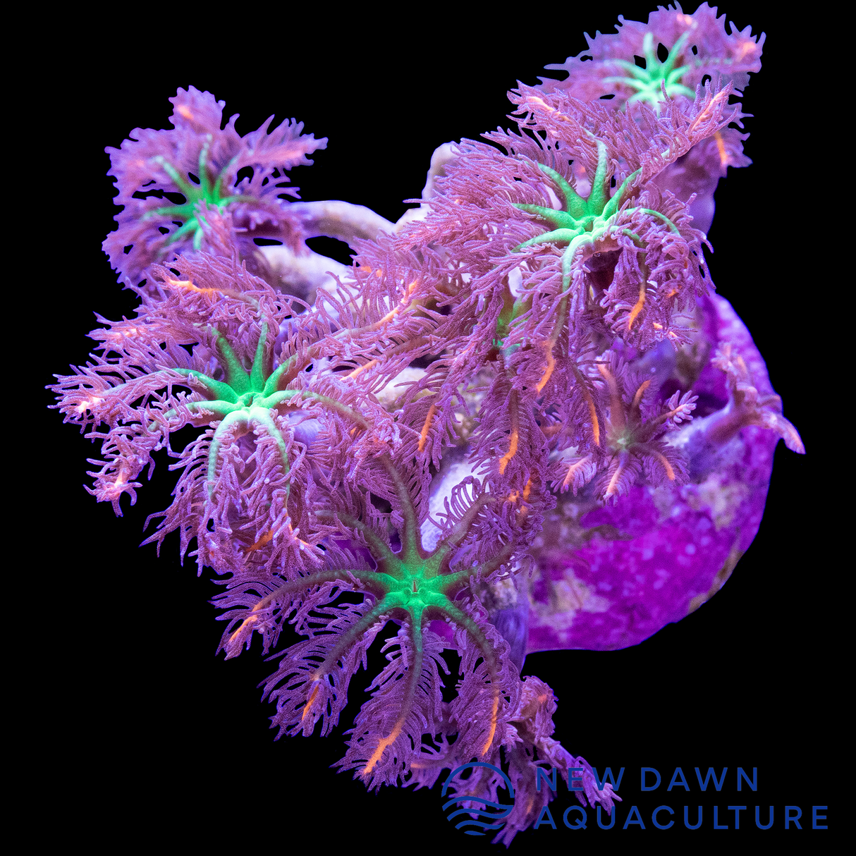 Rainbow Clove Polyps