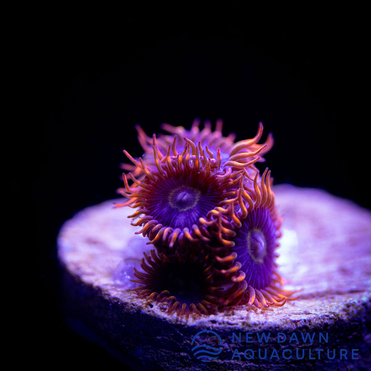 Rainbow Hornet Zoanthids