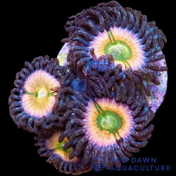 Rainbow Infusion Zoanthids