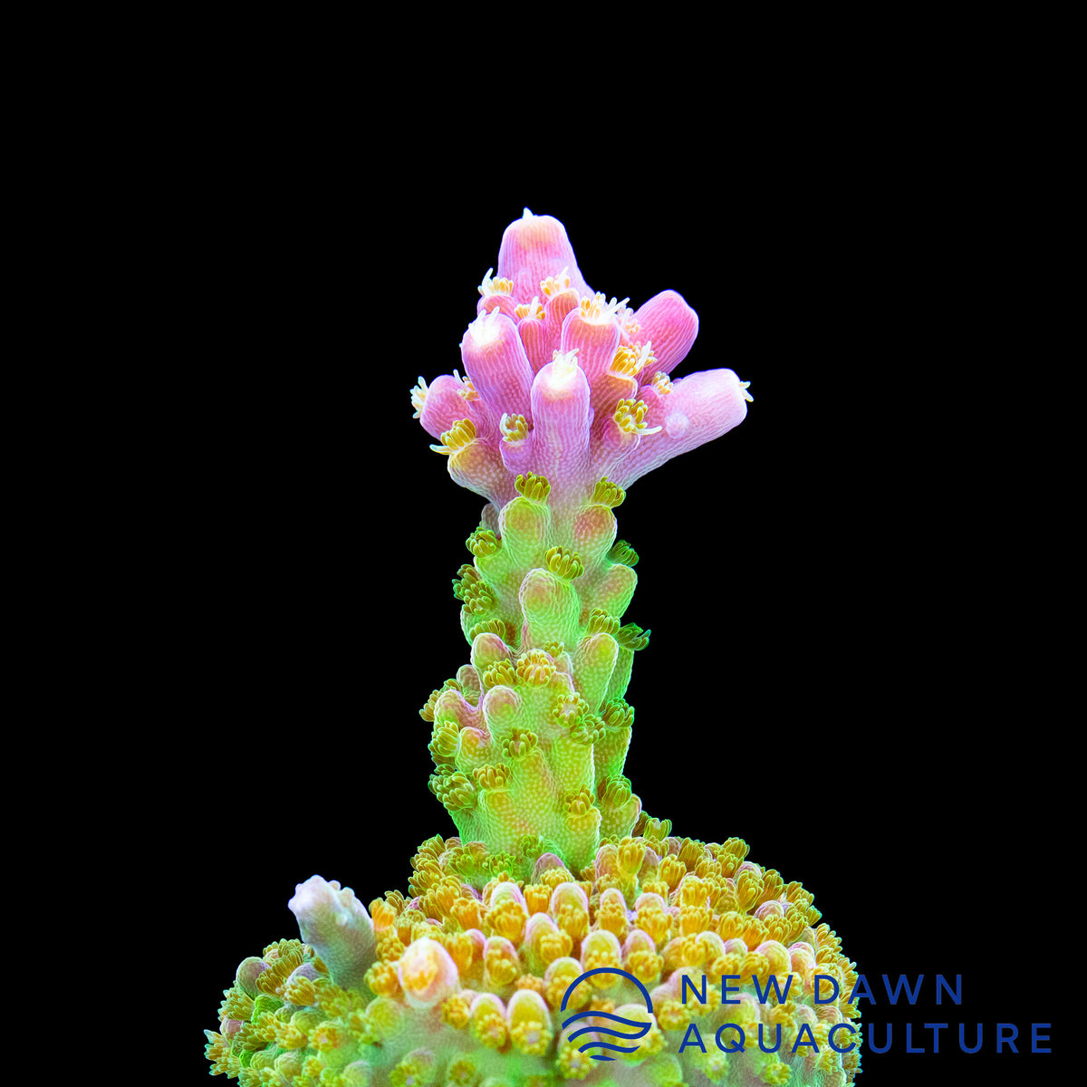 Rainbow Loom Acropora | New Dawn Aquaculture