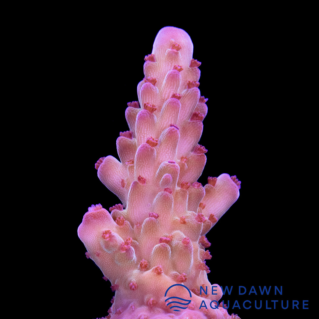 Rainbow Twizzler Acropora