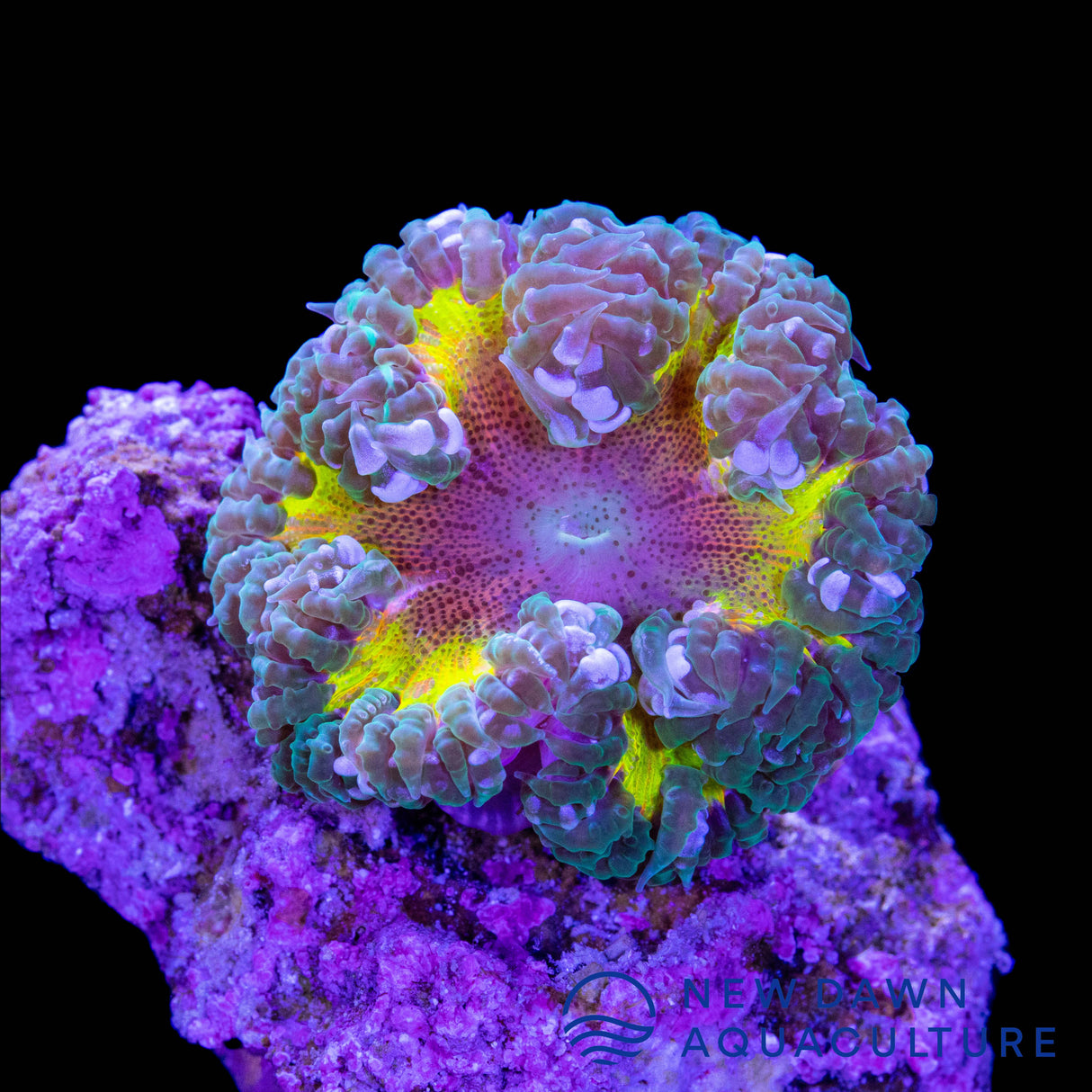 Rasta Rock Flower Anemone