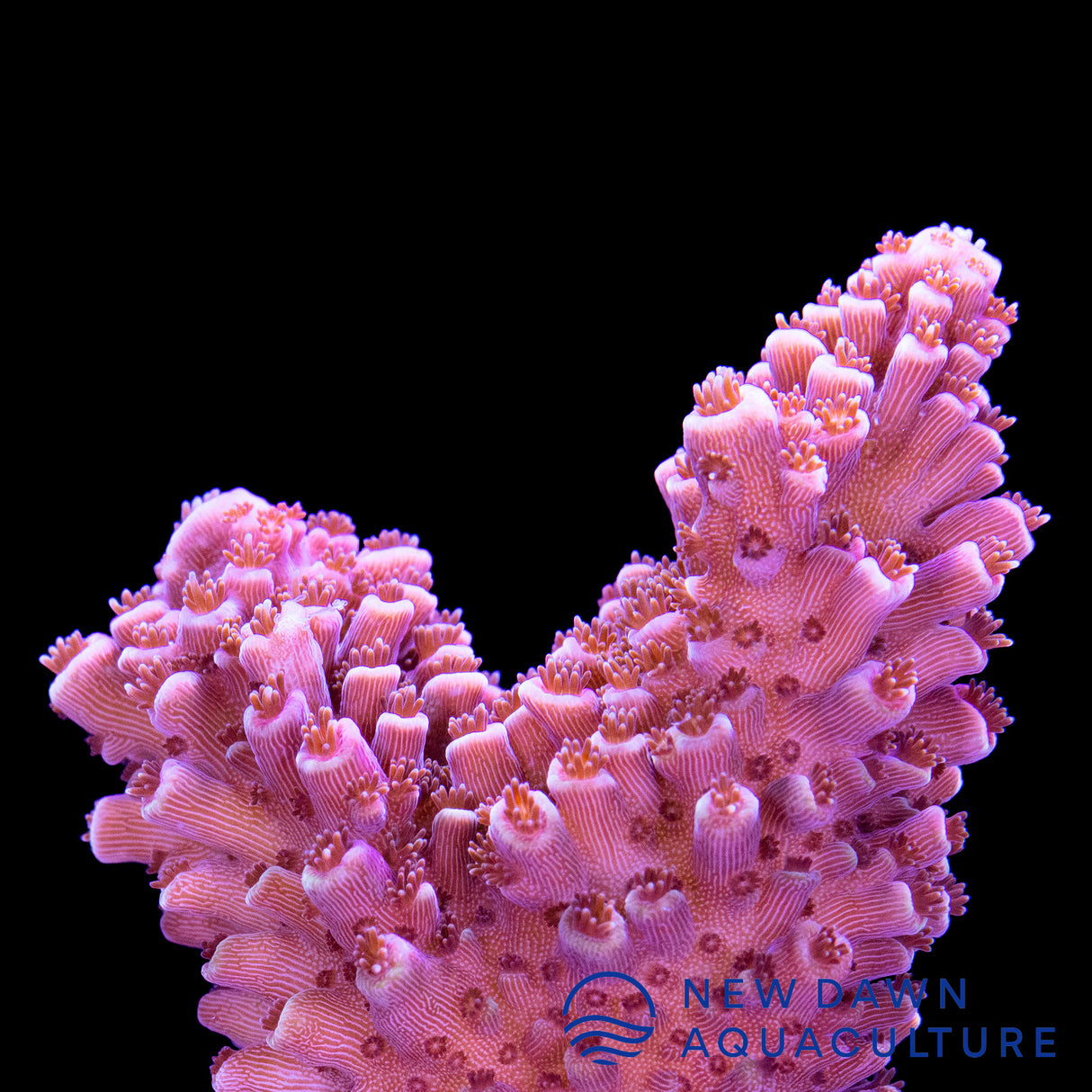 Red Acropora Abrotanoides