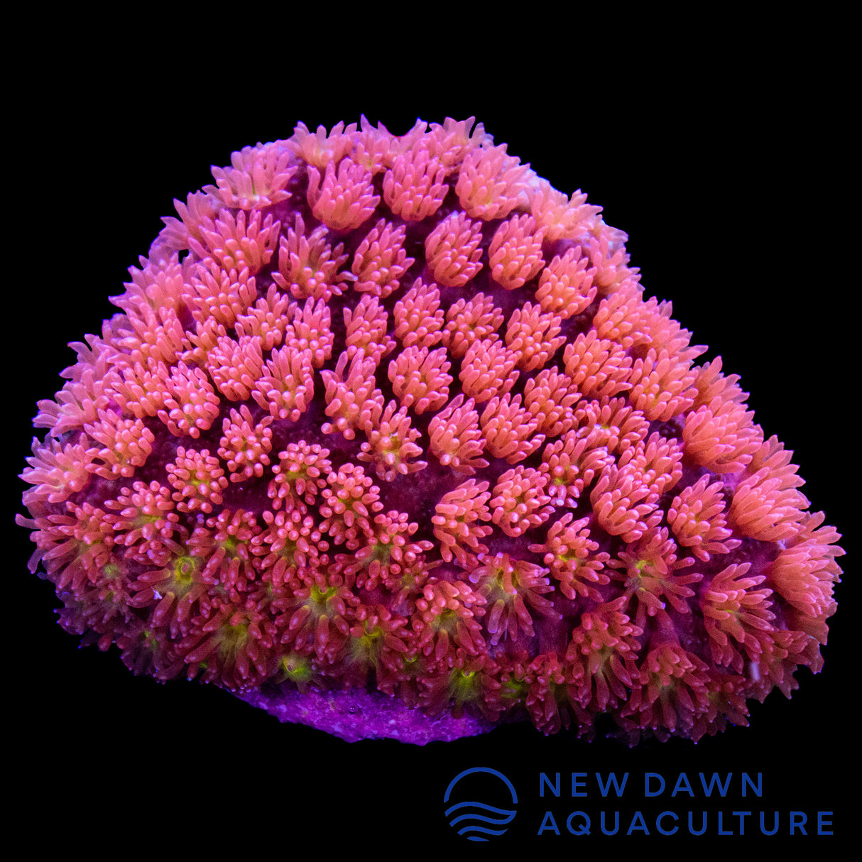 Red Bernardpora