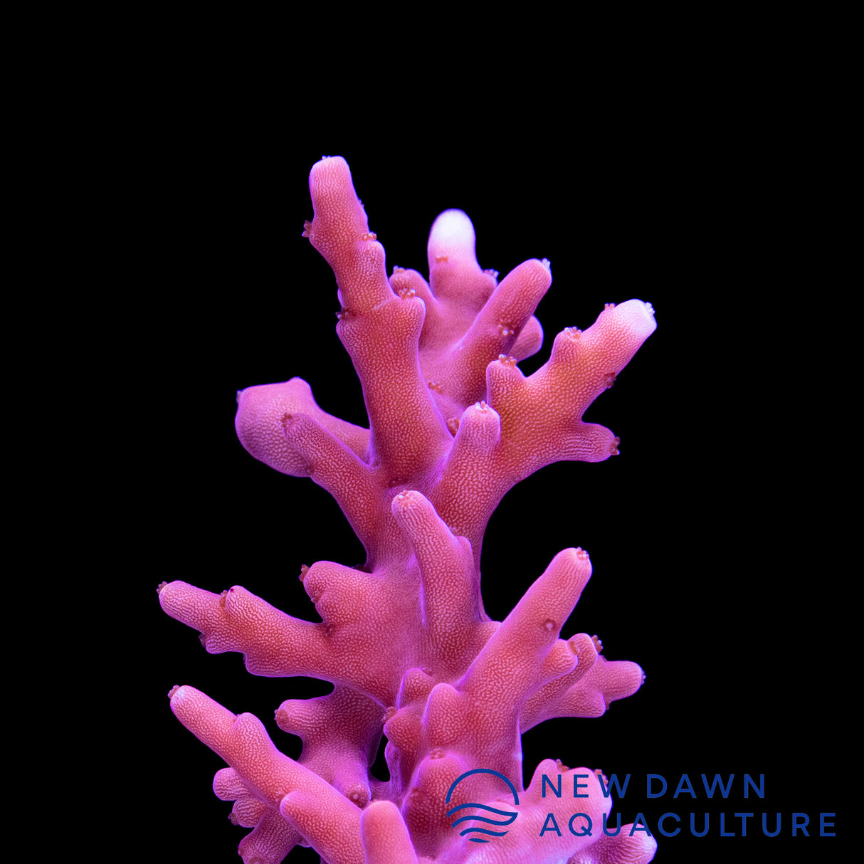 Red Dragon Acropora