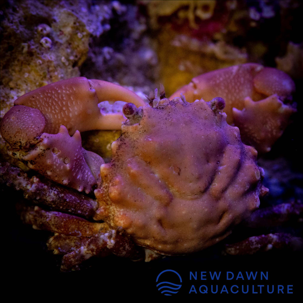 Red Emerald Crab