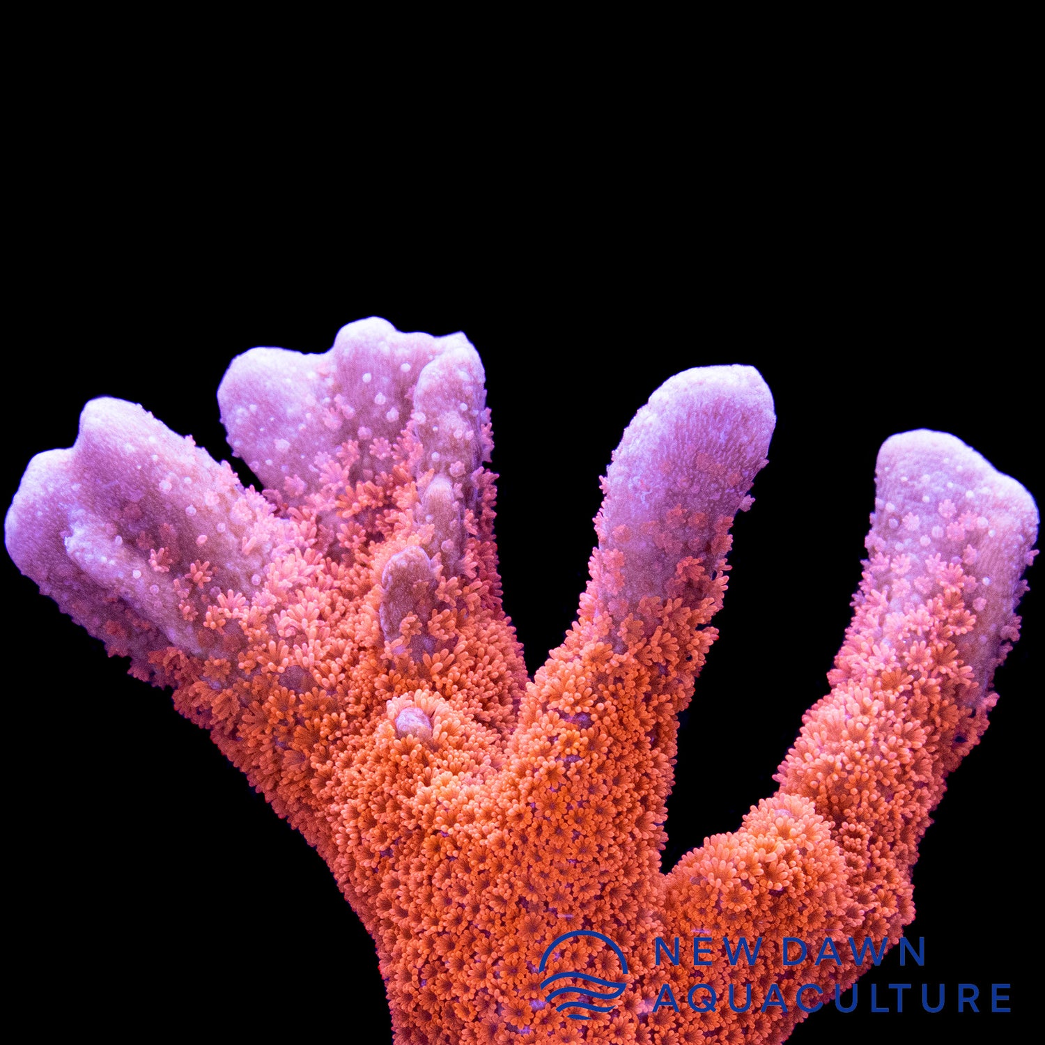 Red Montipora Digitata