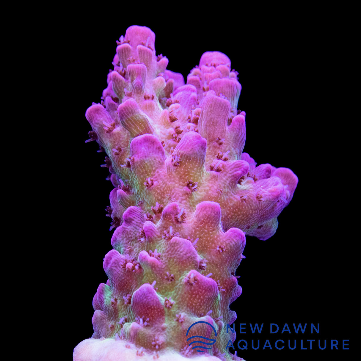 Red Planet Acropora