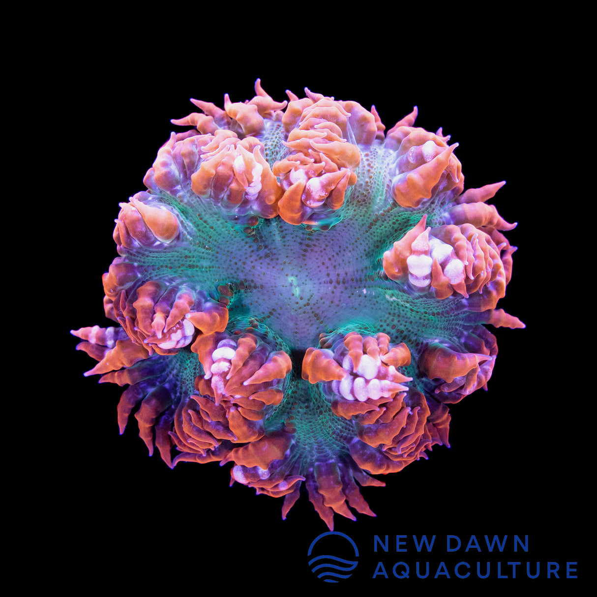 Red and Green Rock Flower Anemone