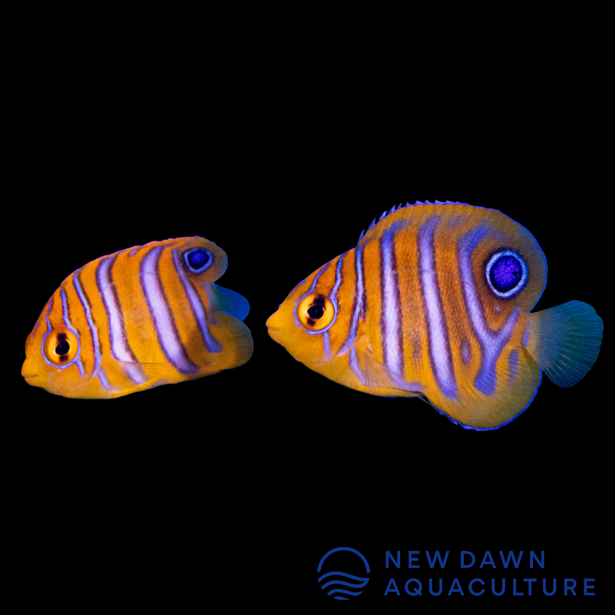 Regal Angelfish