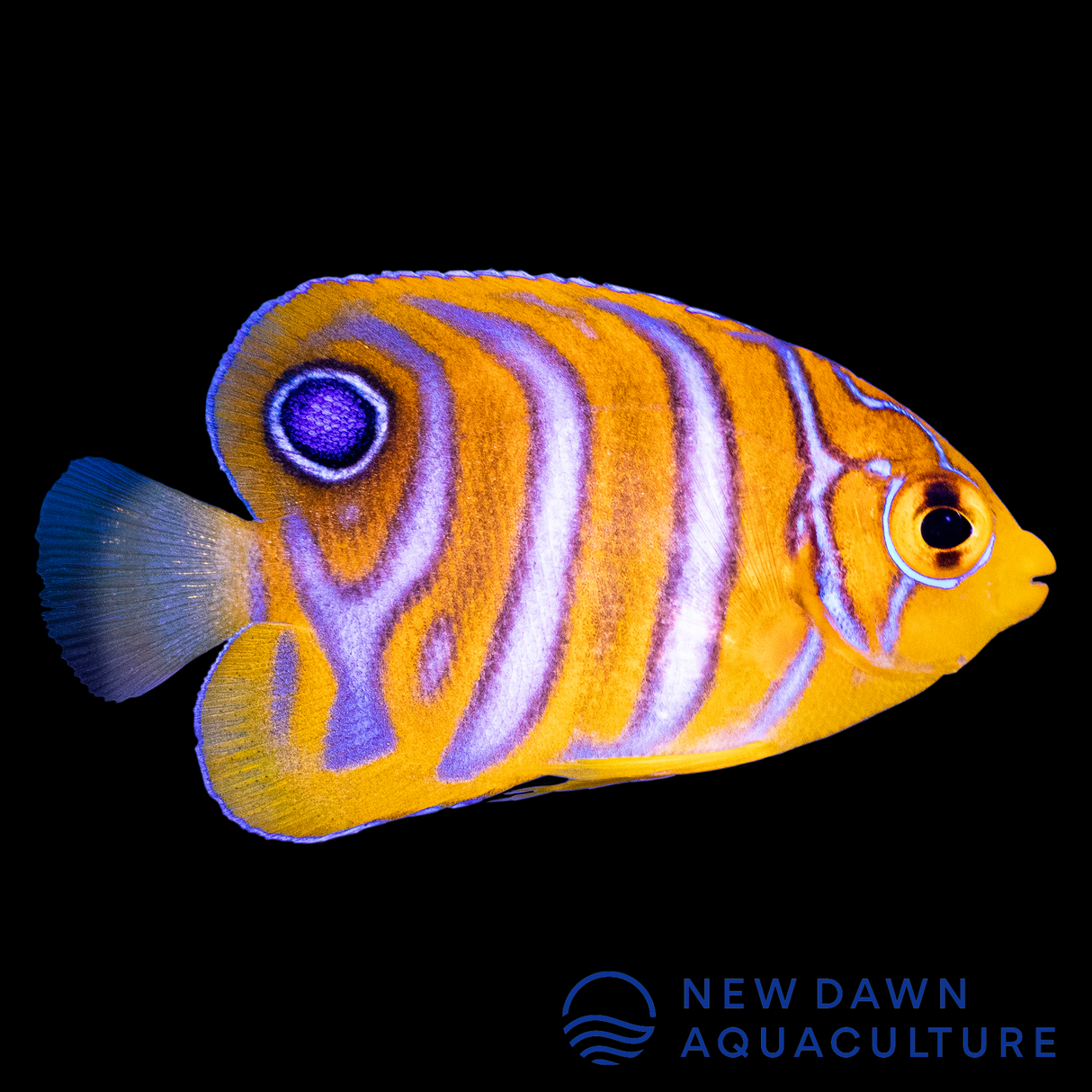 Regal Angelfish