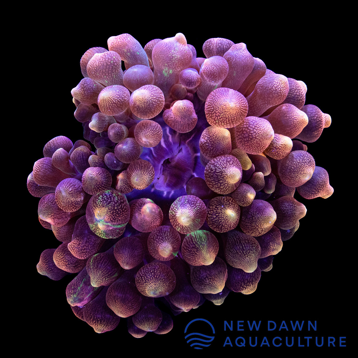 Rose Bubble Tip Anemone