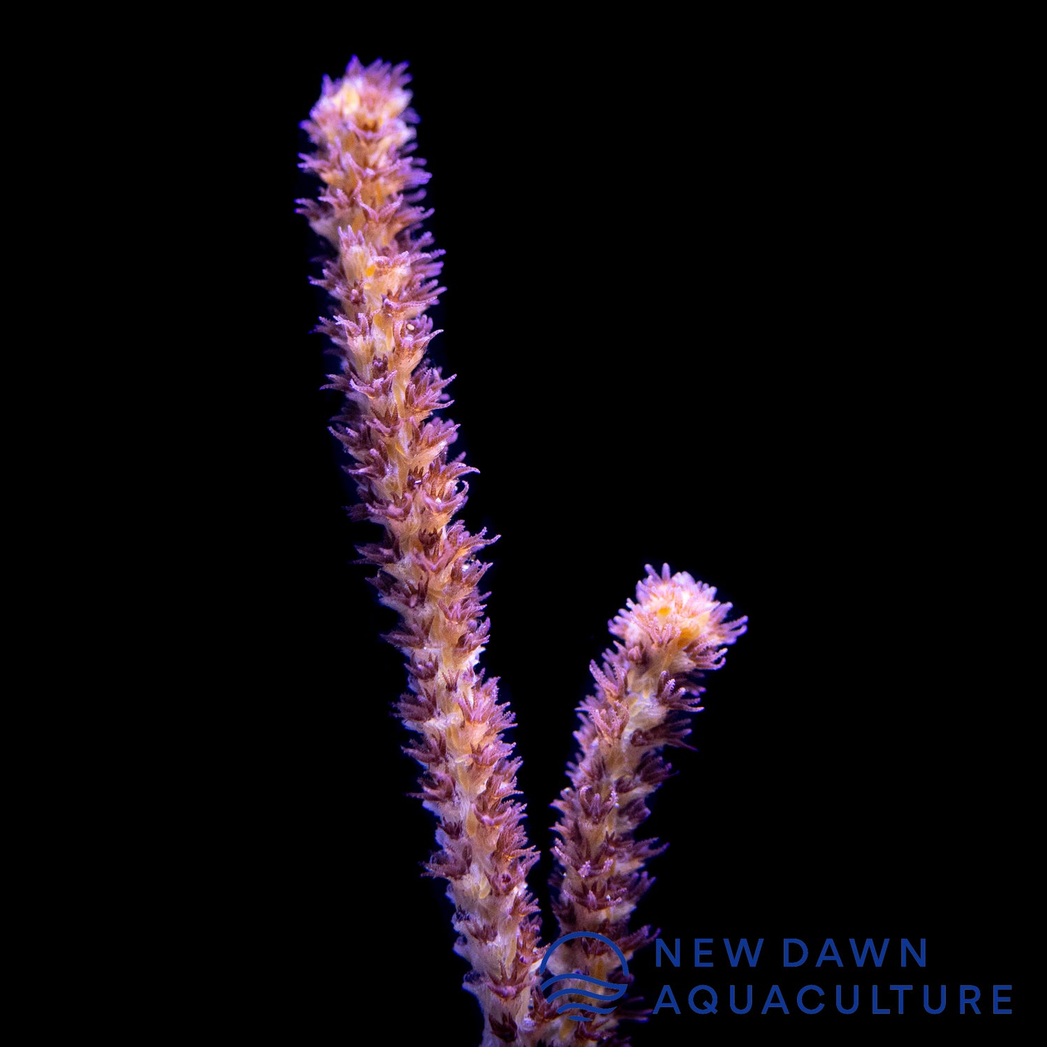 Rusty Gorgonian