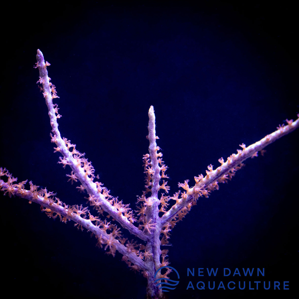 Sea Fan Gorgonian