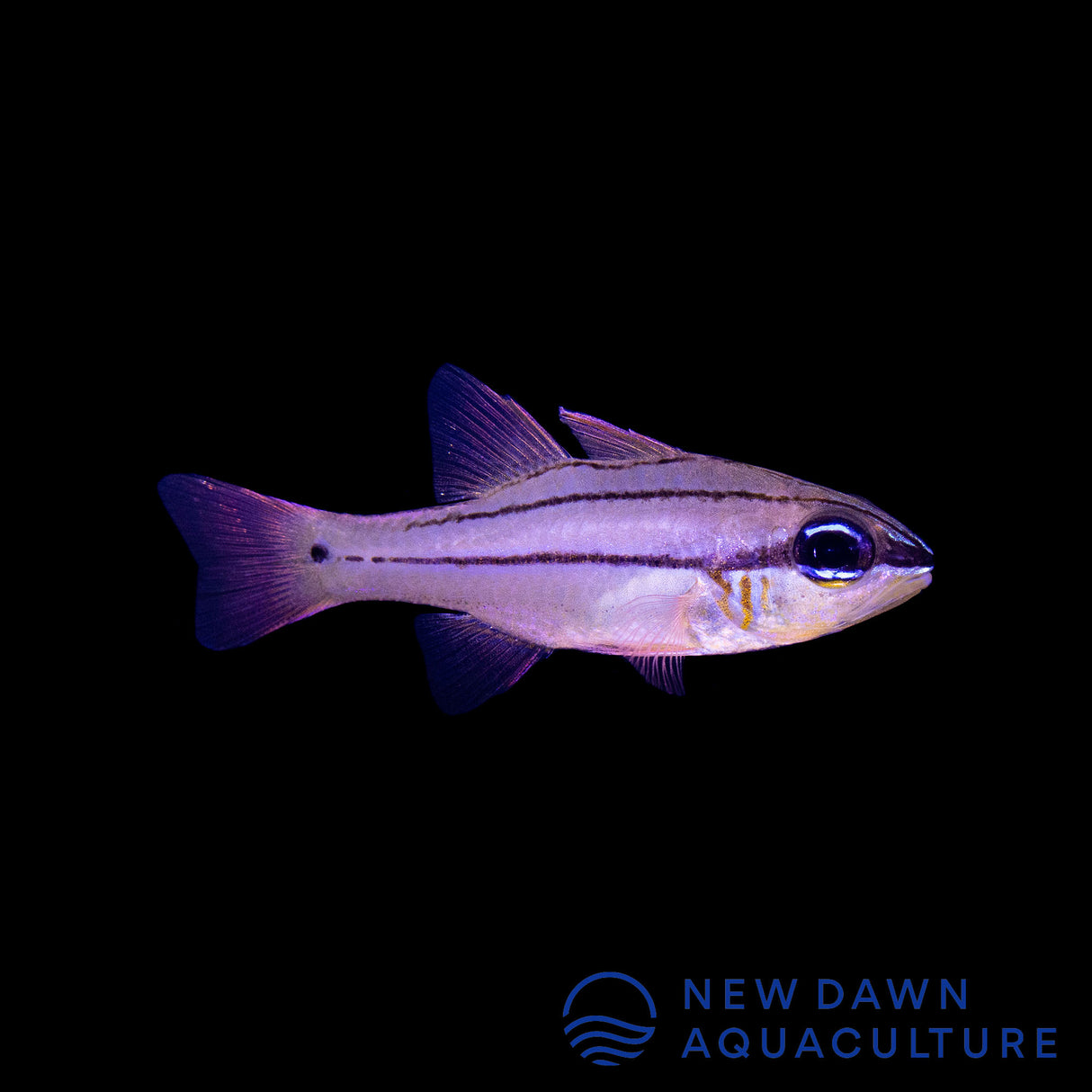 Seale’s Cardinalfish